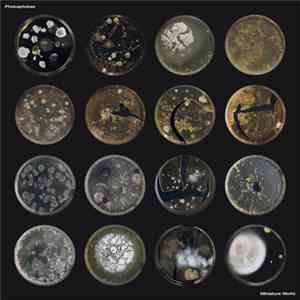 Phobophobes - Miniature World download mp3 flac